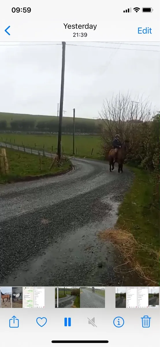 Broken and ridden Cob - Image 2