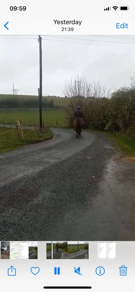 Broken and ridden Cob - Image 3