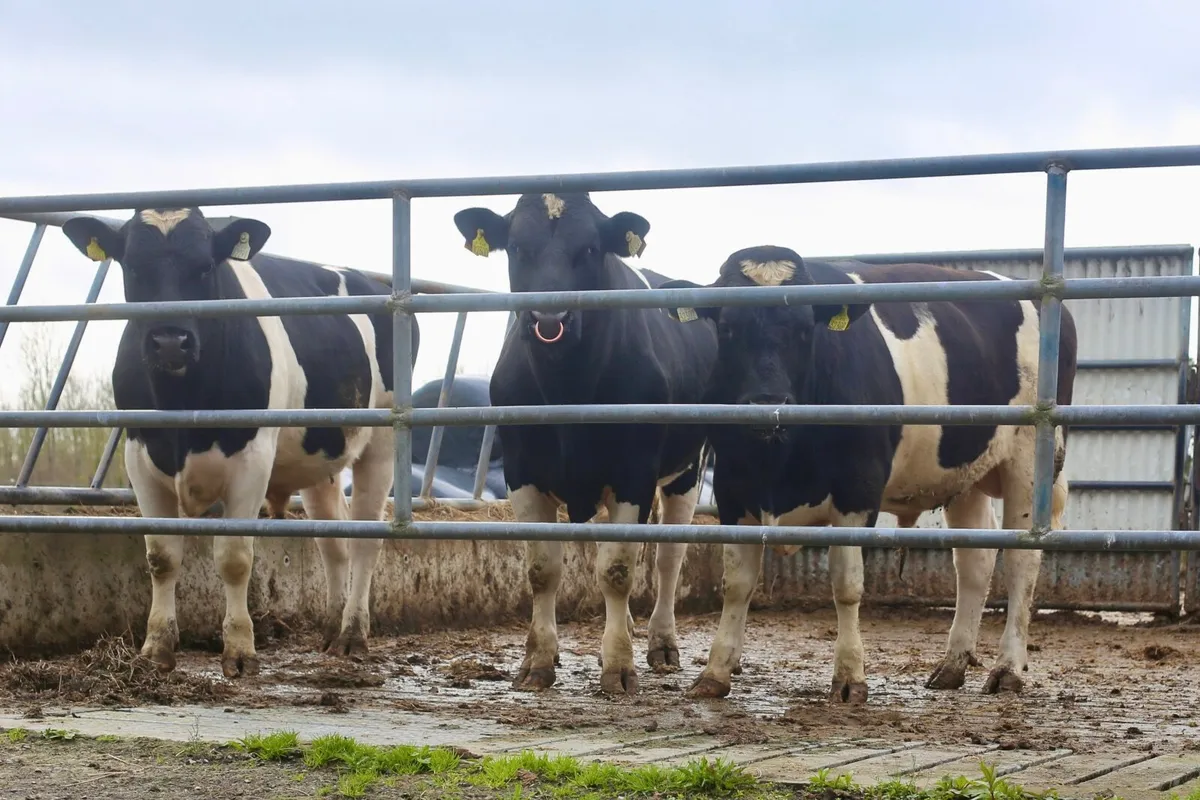 British Friesian Bulls - Image 1