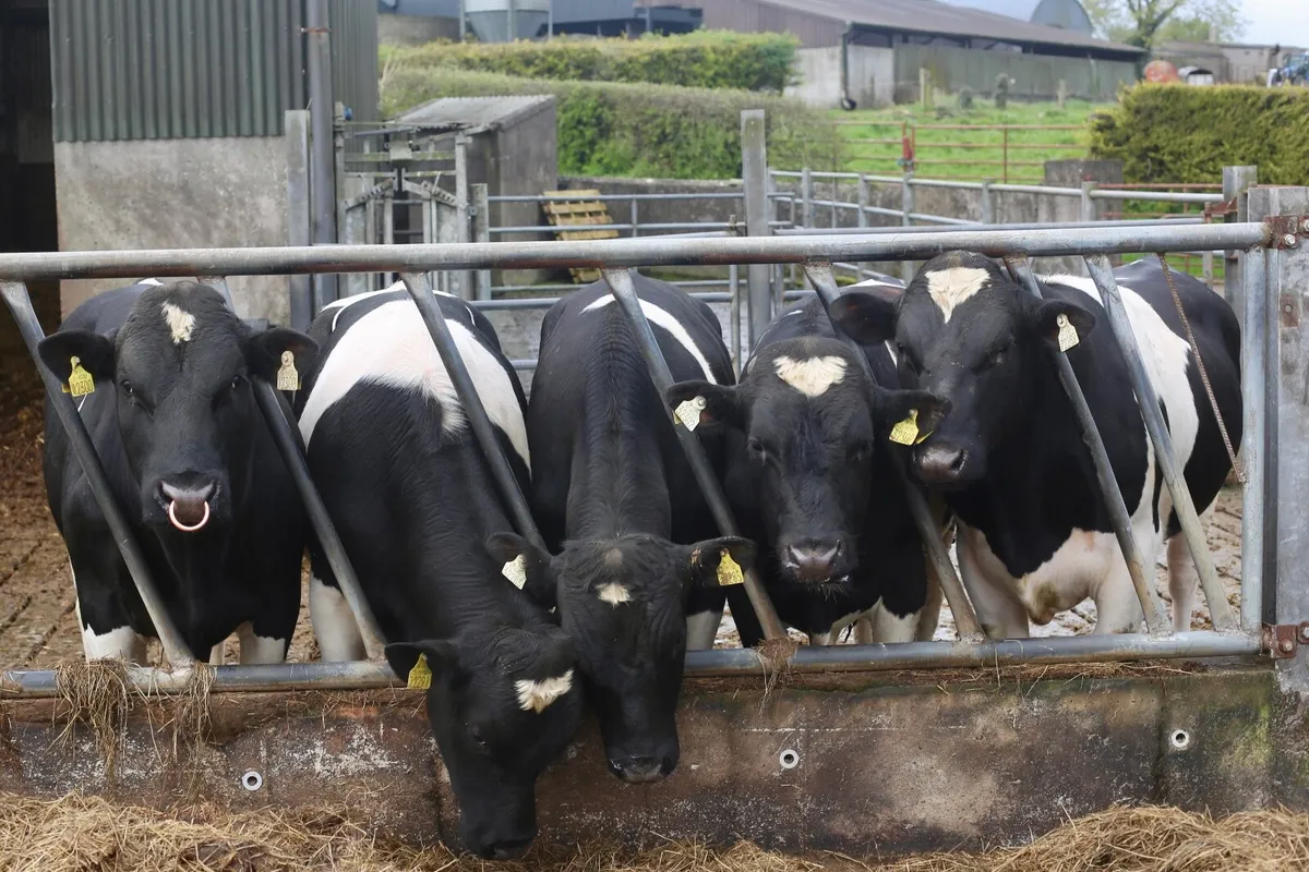 British Friesian Bulls - Image 2