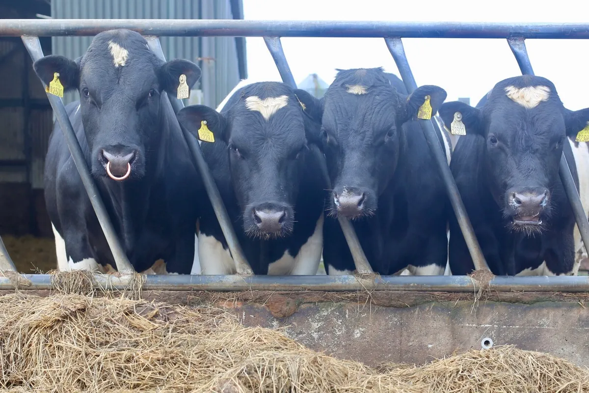 British Friesian Bulls - Image 3