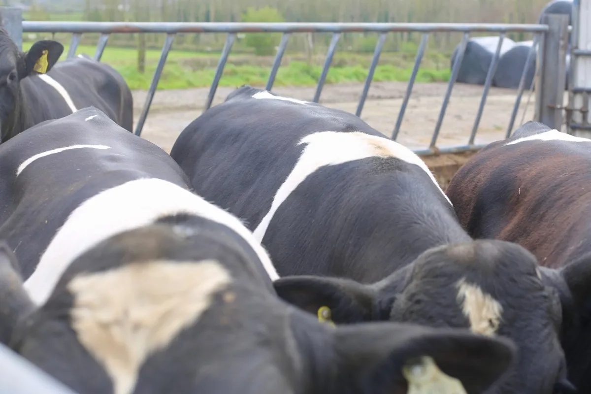 British Friesian Bulls - Image 4