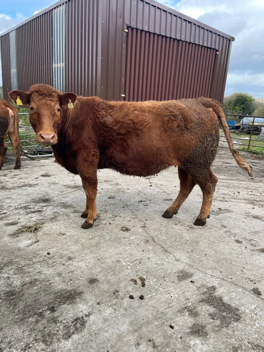 Limousin Springers - Image 1