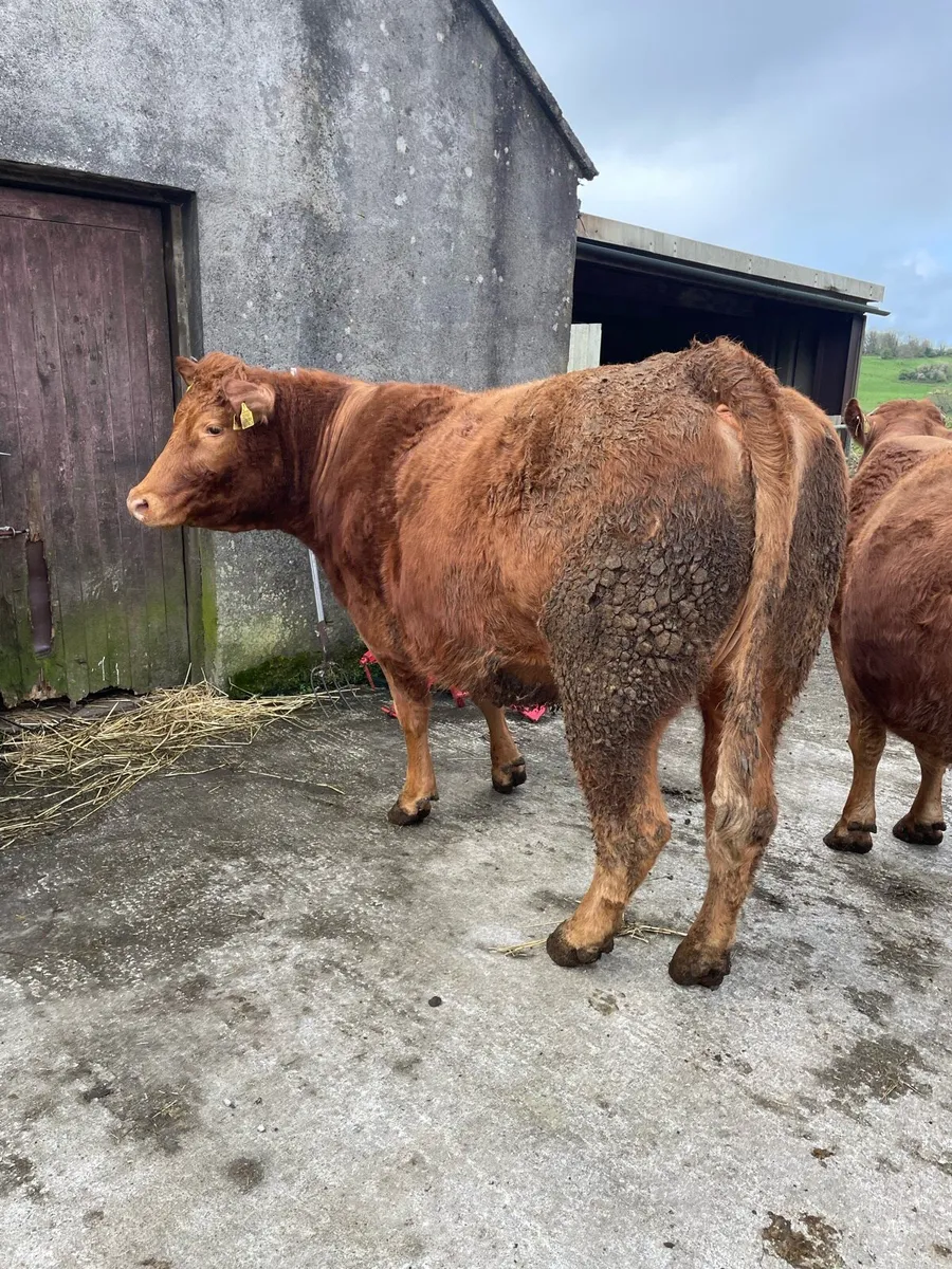 Limousin Springers - Image 2