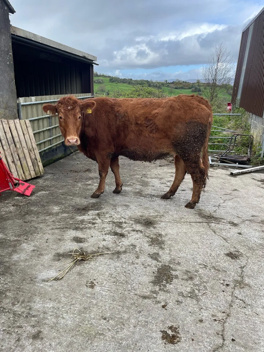 Limousin Springers - Image 3