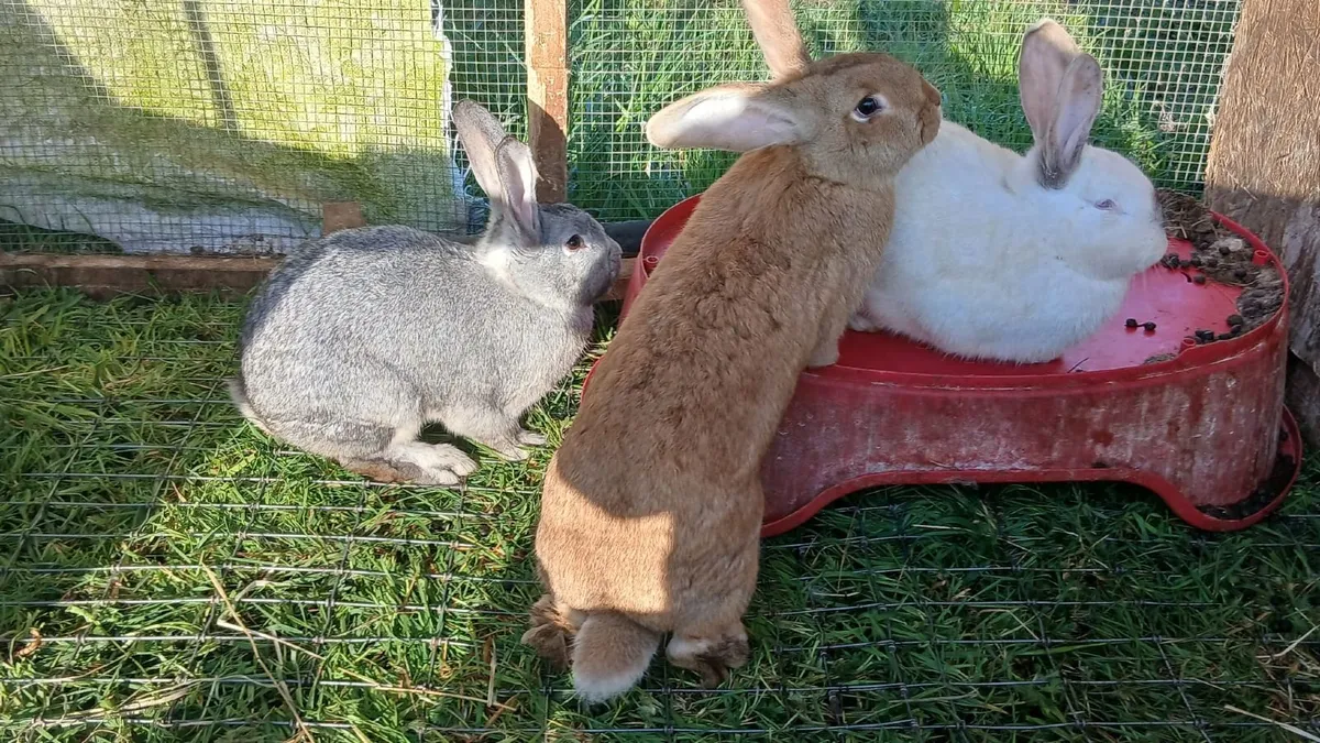 California/New Zealand cross breeding Rabbits - Image 1