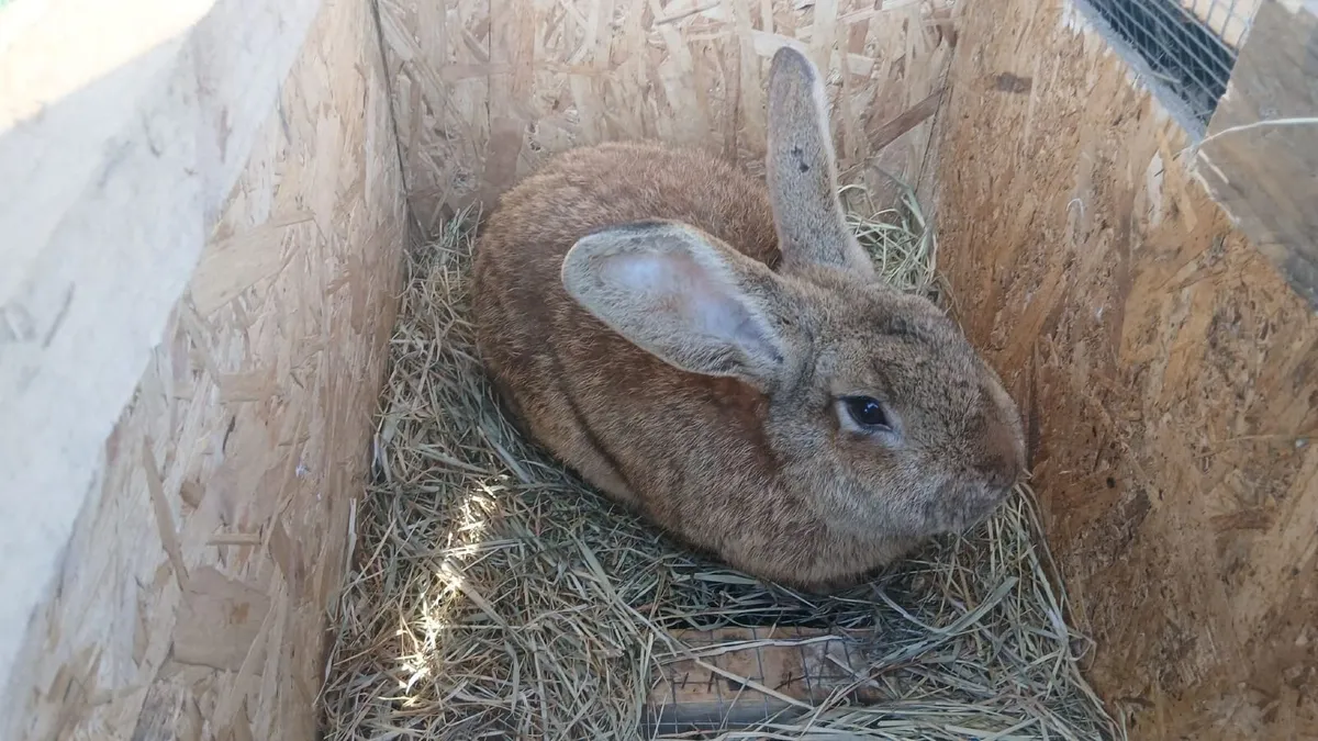 California/New Zealand cross breeding Rabbits - Image 2