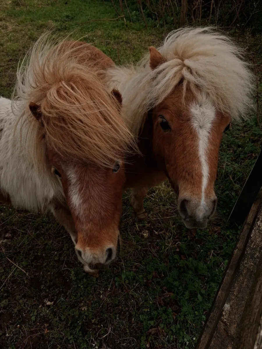 Miniature Pony - Image 1