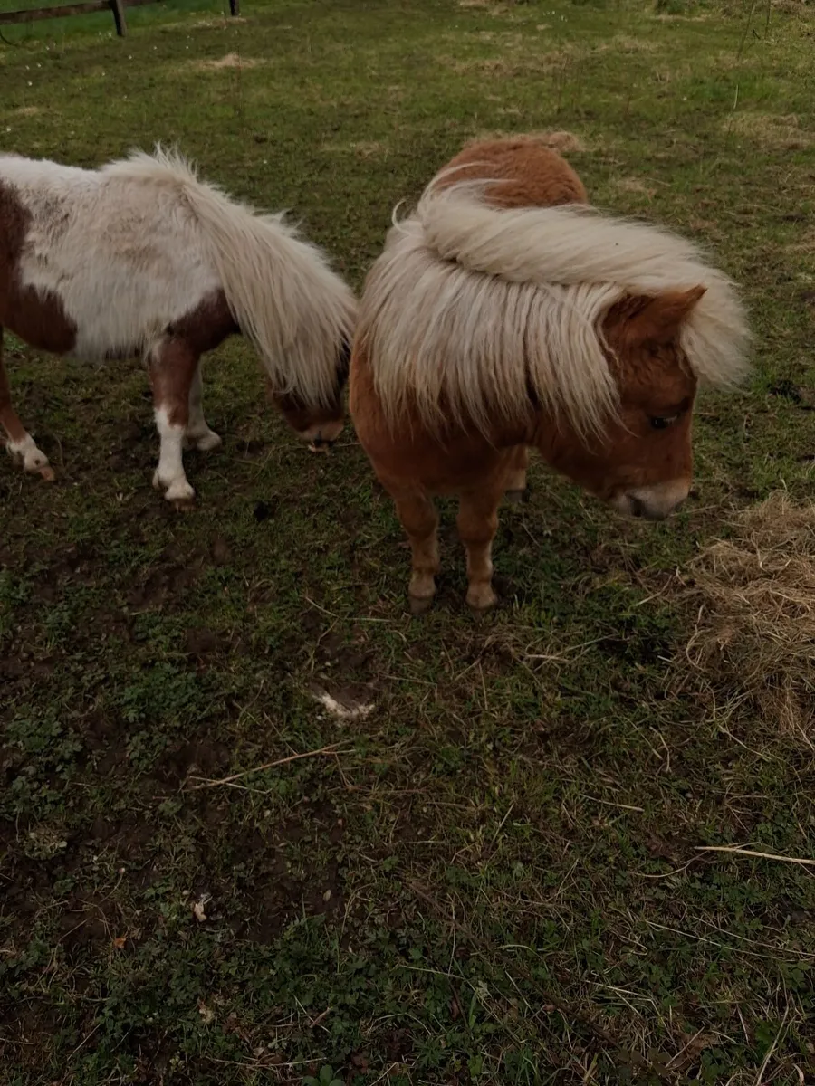 Miniature Pony - Image 2