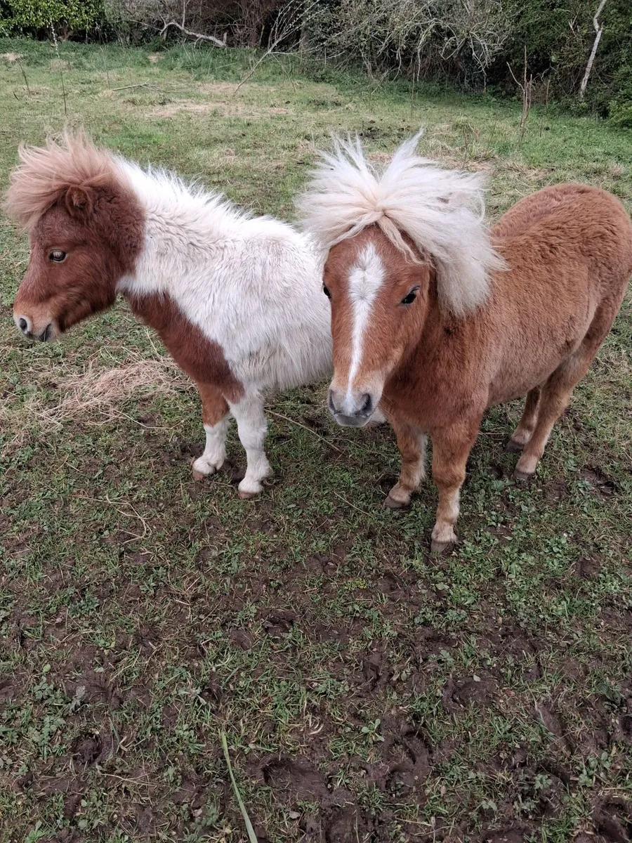 Miniature Pony - Image 3