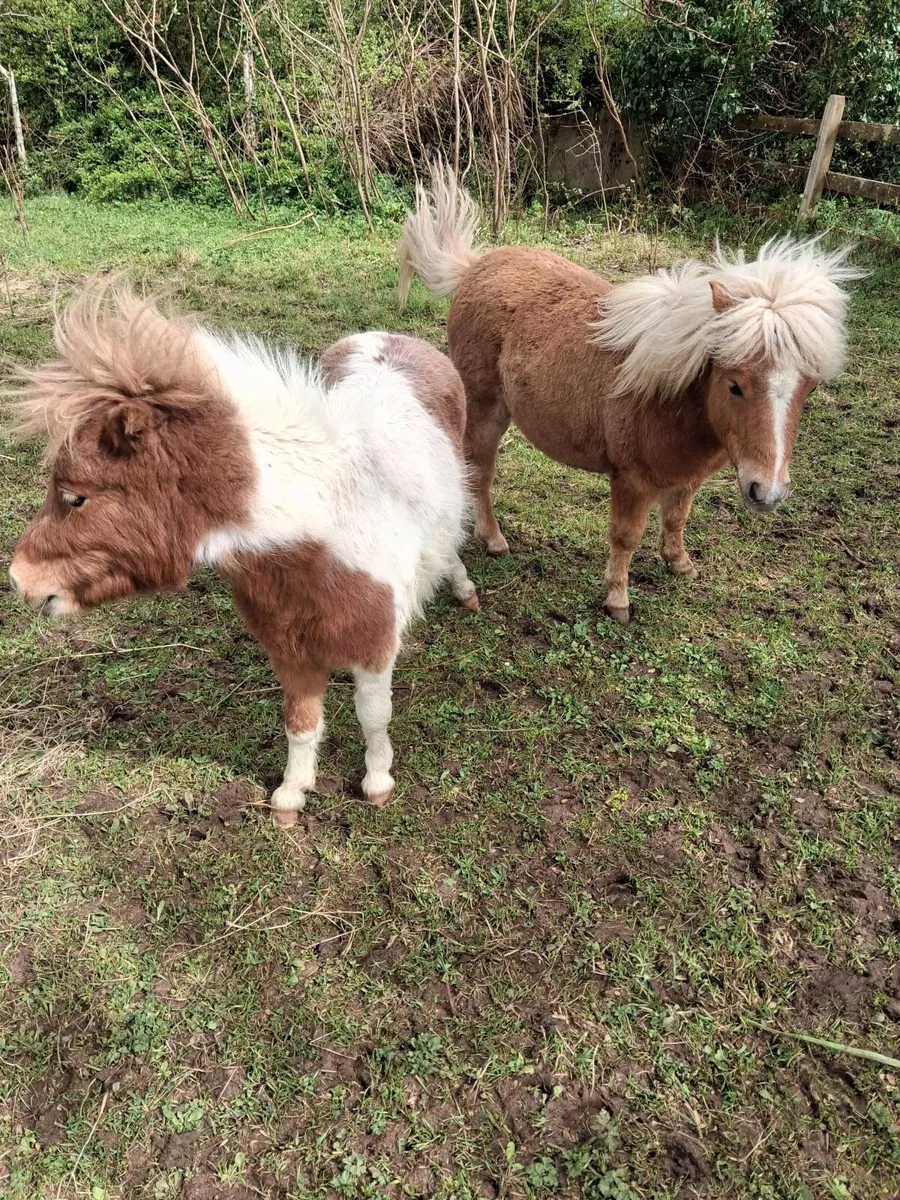 Miniature Pony - Image 4