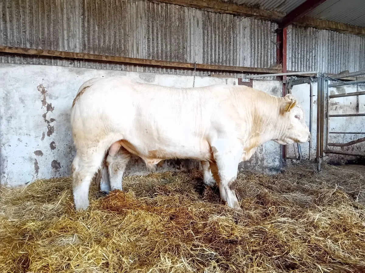 Lapon x pirate x cf52 bull - Image 2