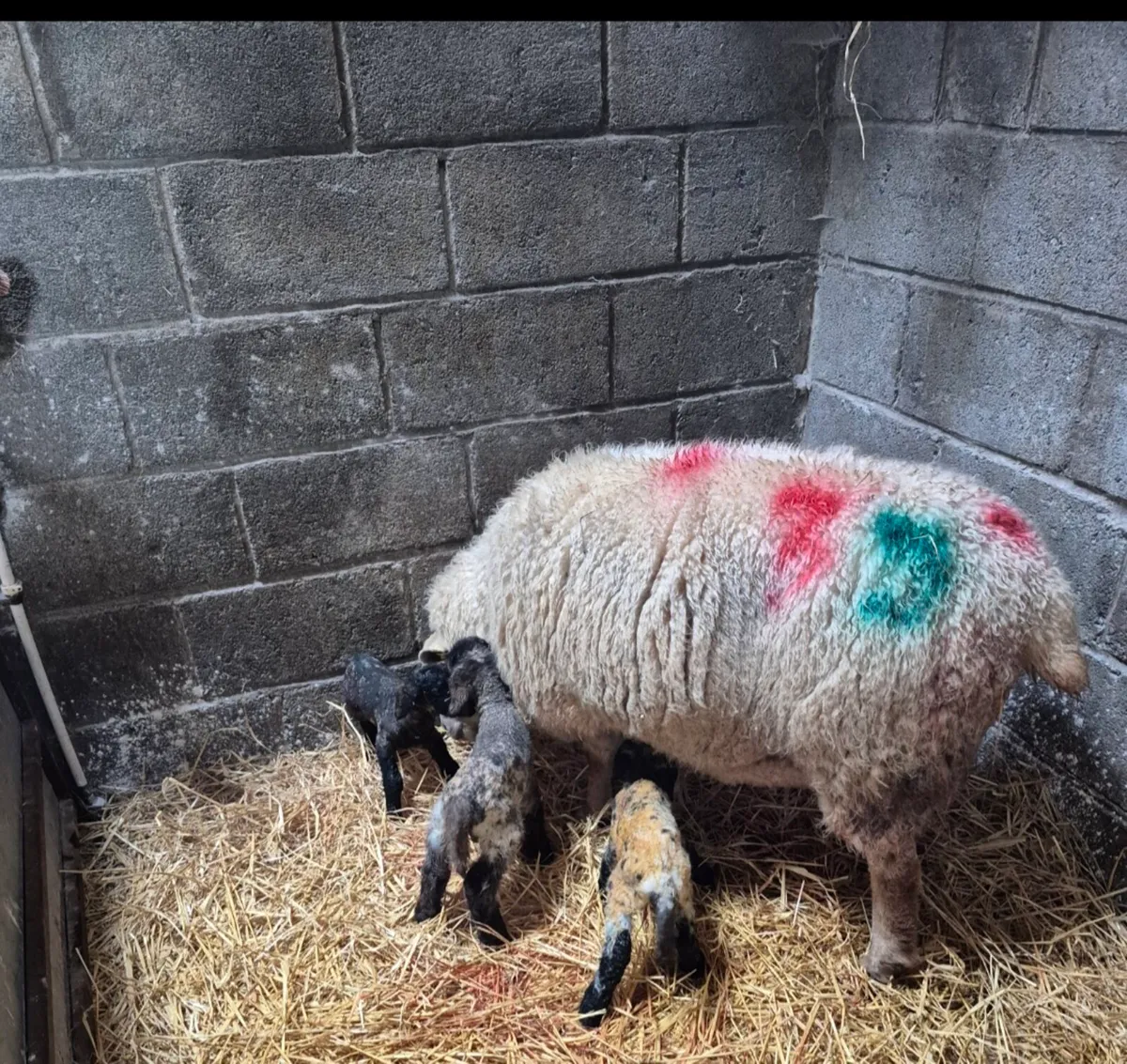 Foster ewe required or foster lambs available