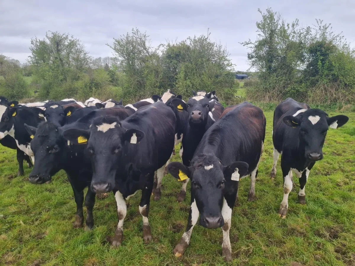 Official Aberdeen Angus Sale Portumna Mart 22 Apr - Image 2