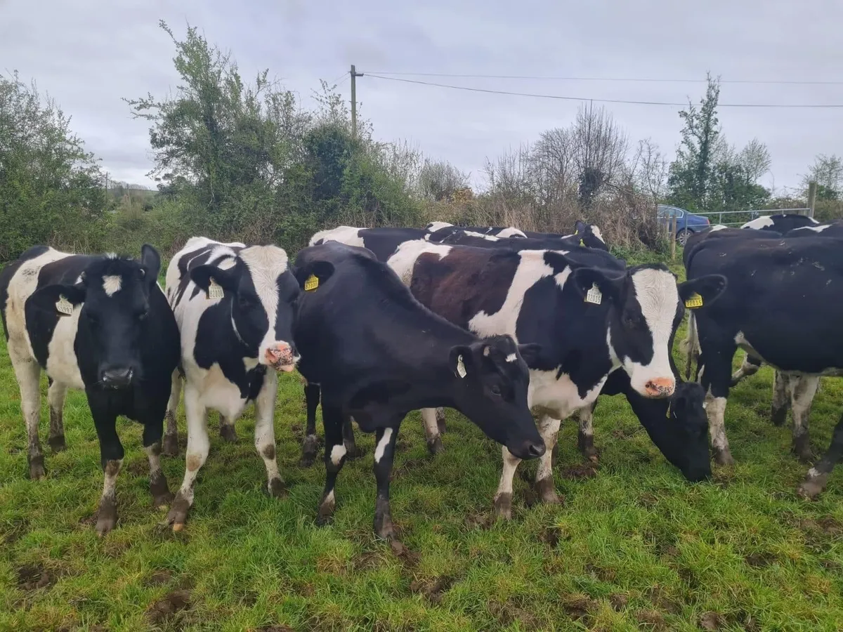 Official Aberdeen Angus Sale Portumna Mart 22 Apr - Image 1