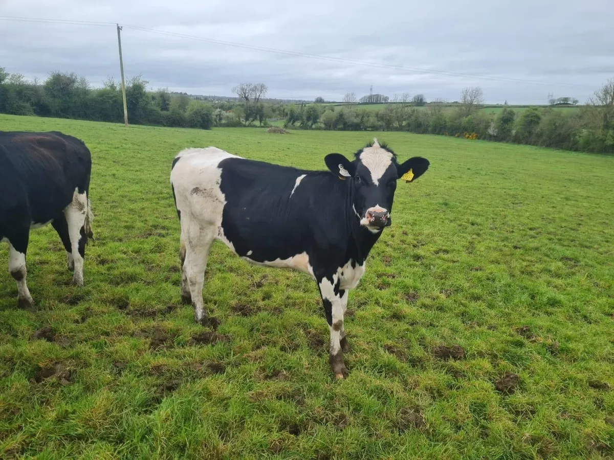 Official Aberdeen Angus Sale Portumna Mart 22 Apr - Image 3