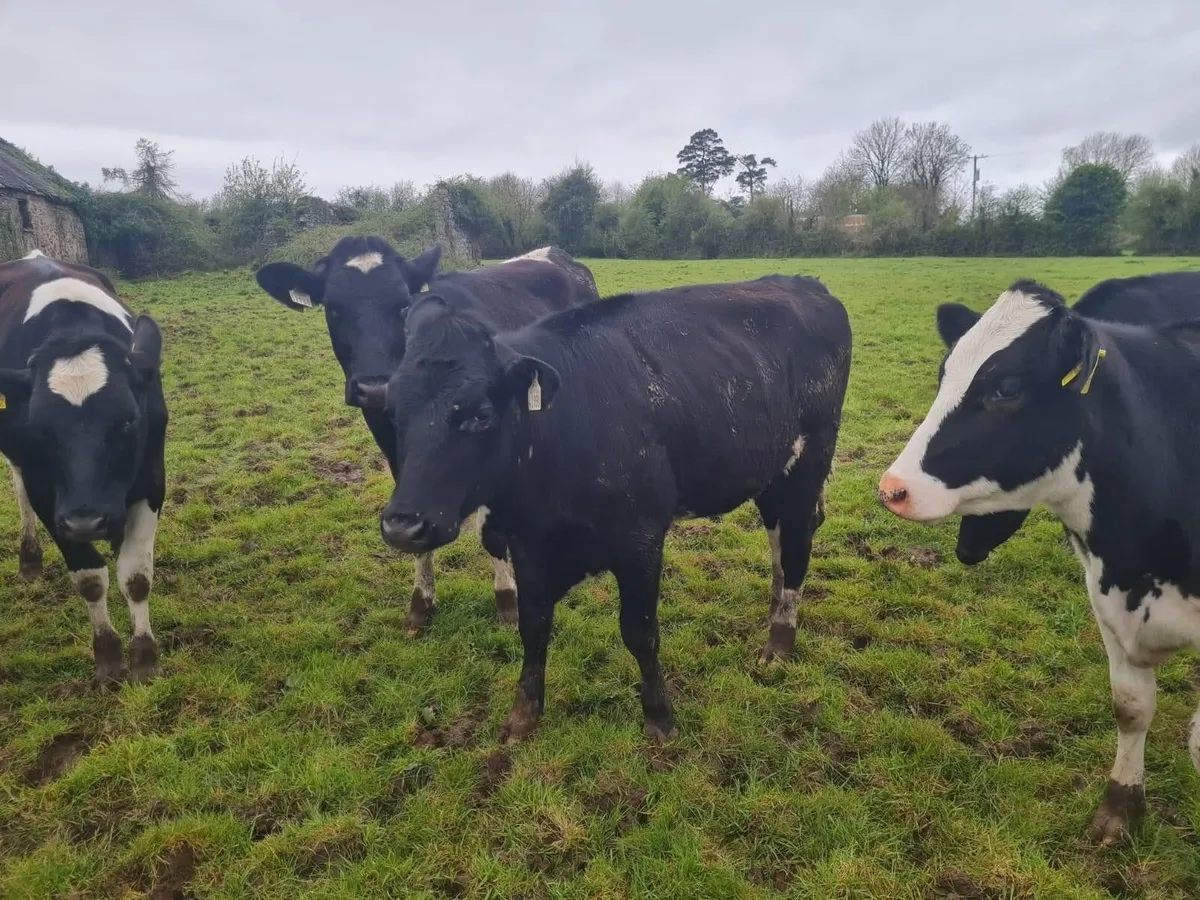 Official Aberdeen Angus Sale Portumna Mart 22 Apr - Image 4