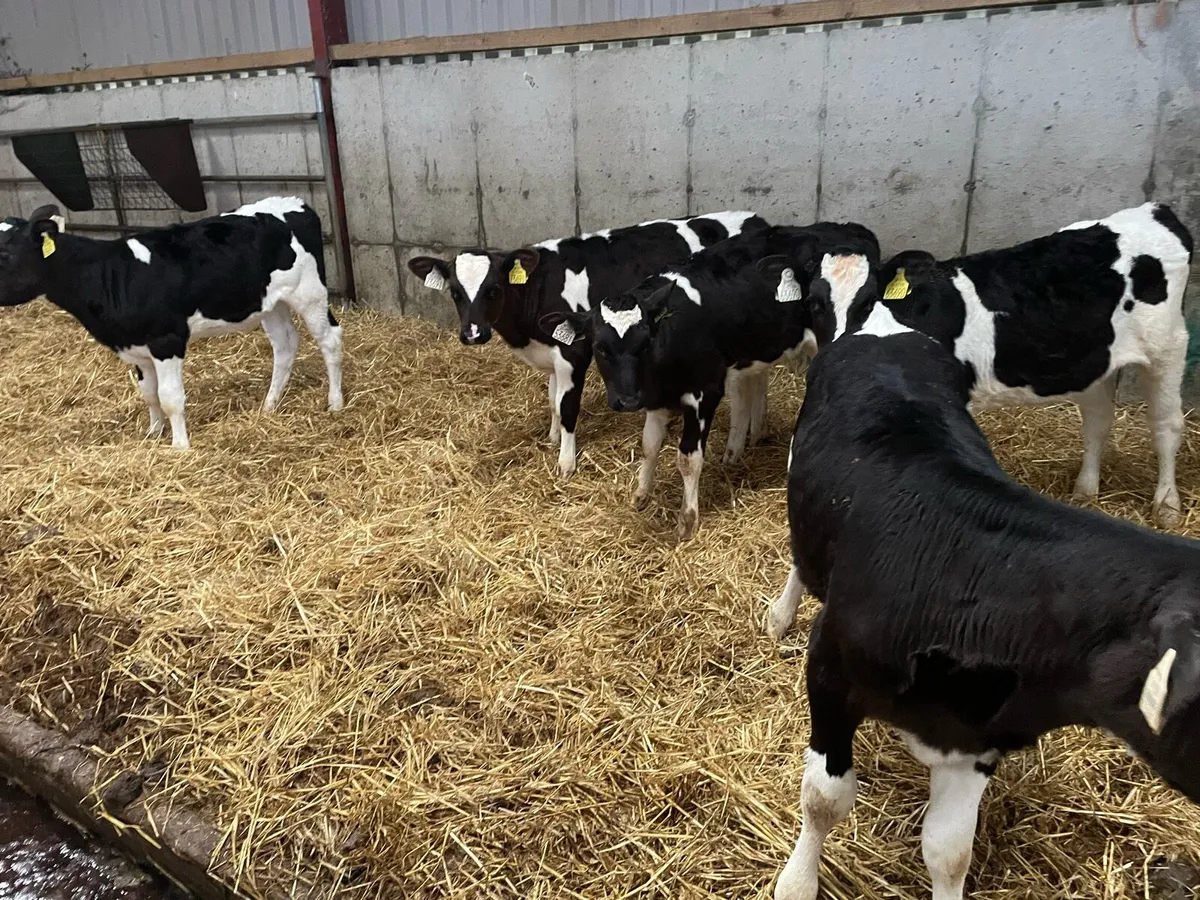 Fr heifer calves - Image 1