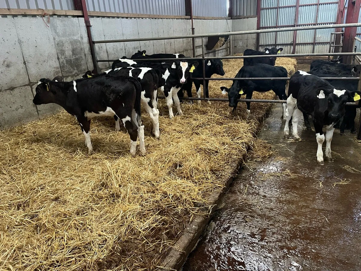 Fr heifer calves - Image 3