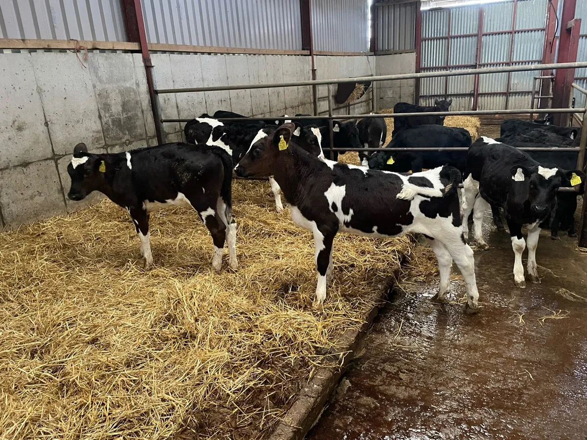 Fr heifer calves - Image 4