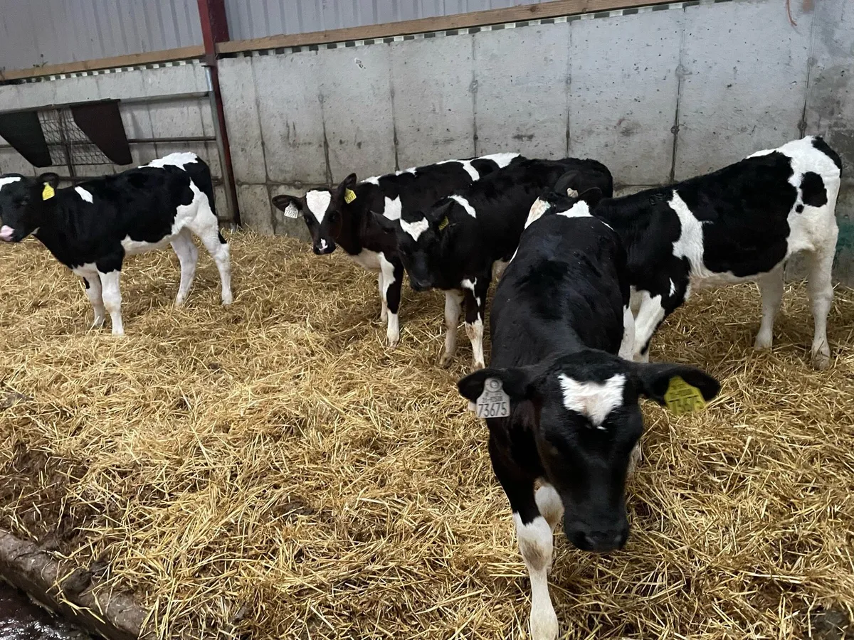 Fr heifer calves - Image 2