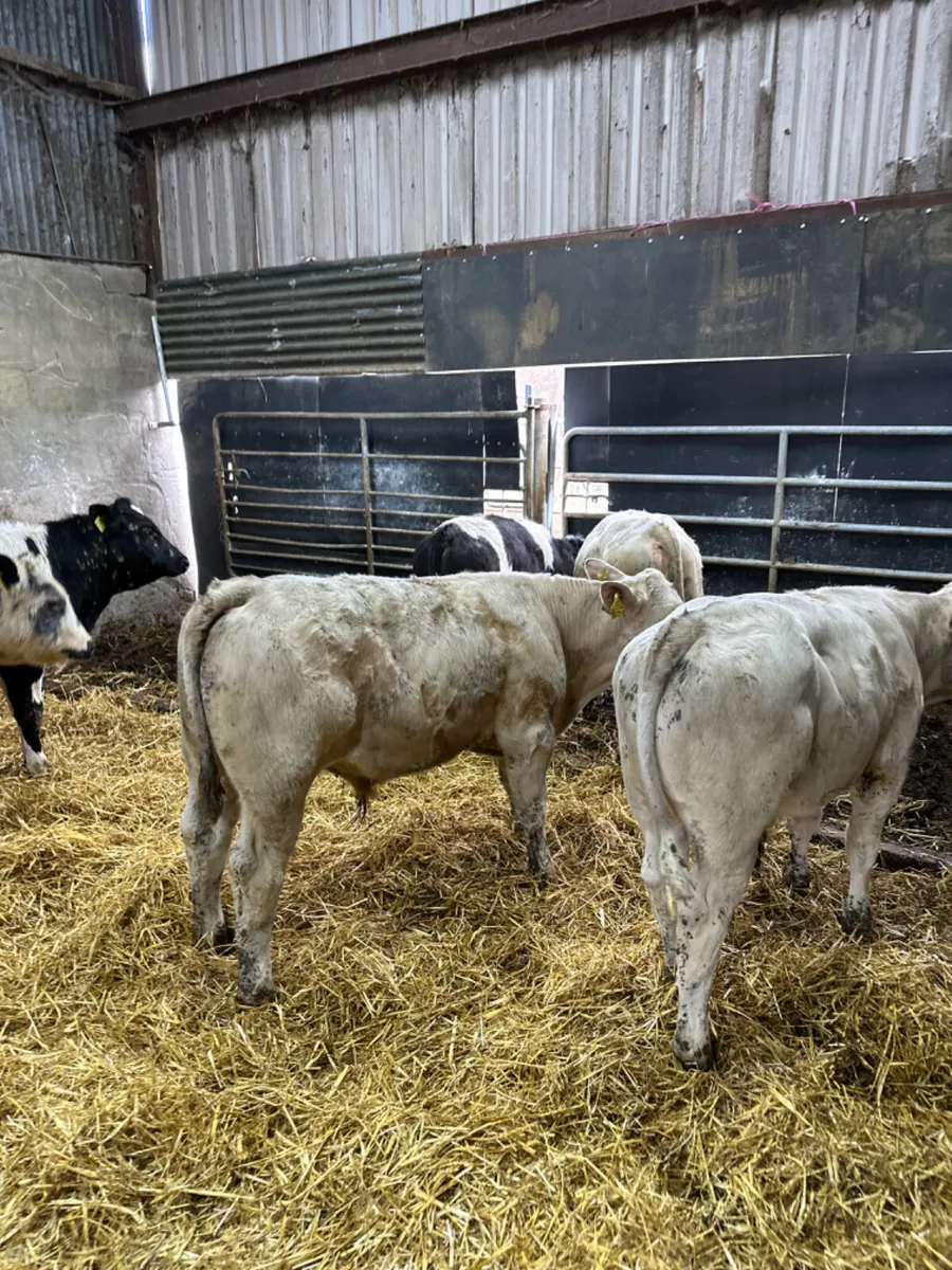 Charolais blue and lim bulls - Image 2