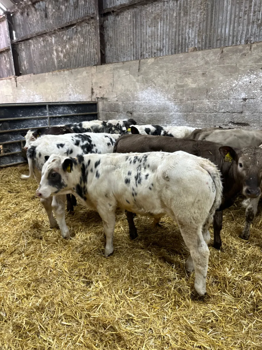 Charolais blue and lim bulls - Image 1