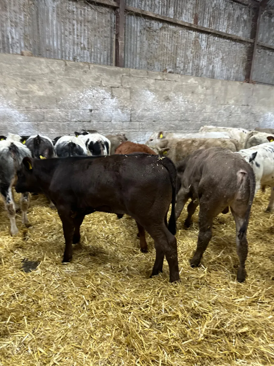 Charolais blue and lim bulls - Image 3