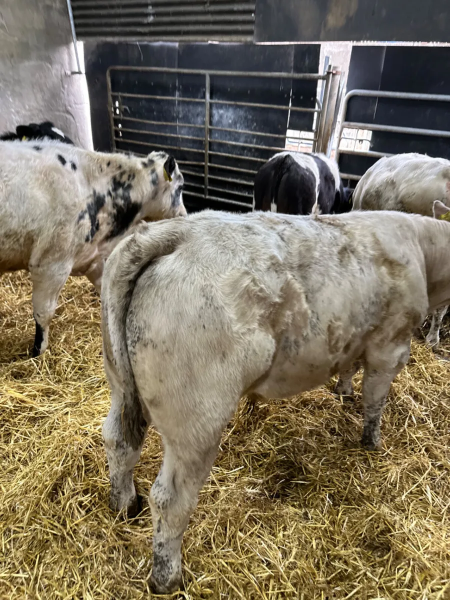 Charolais blue and lim bulls - Image 4