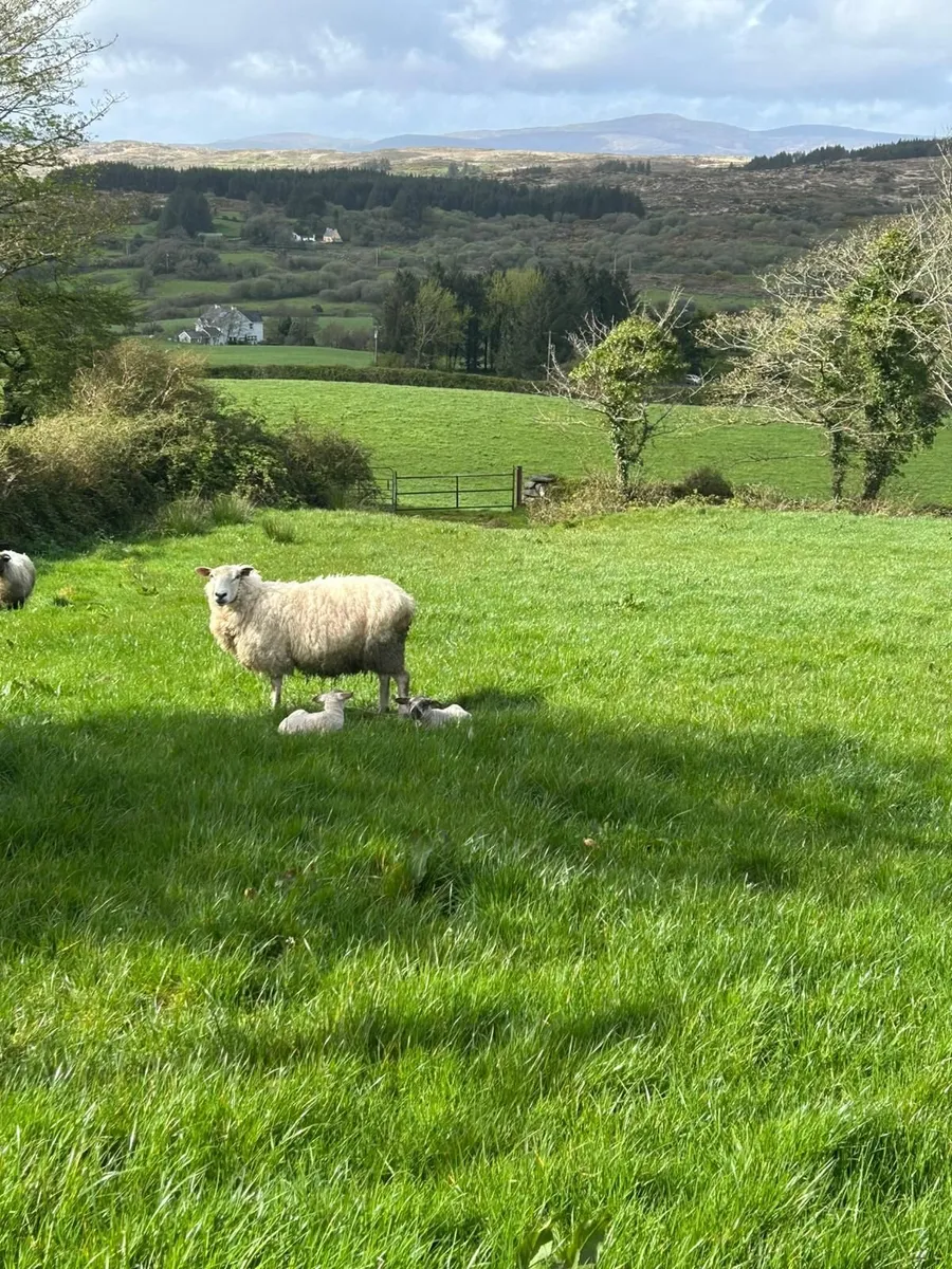 Ewes and lambs - Image 2