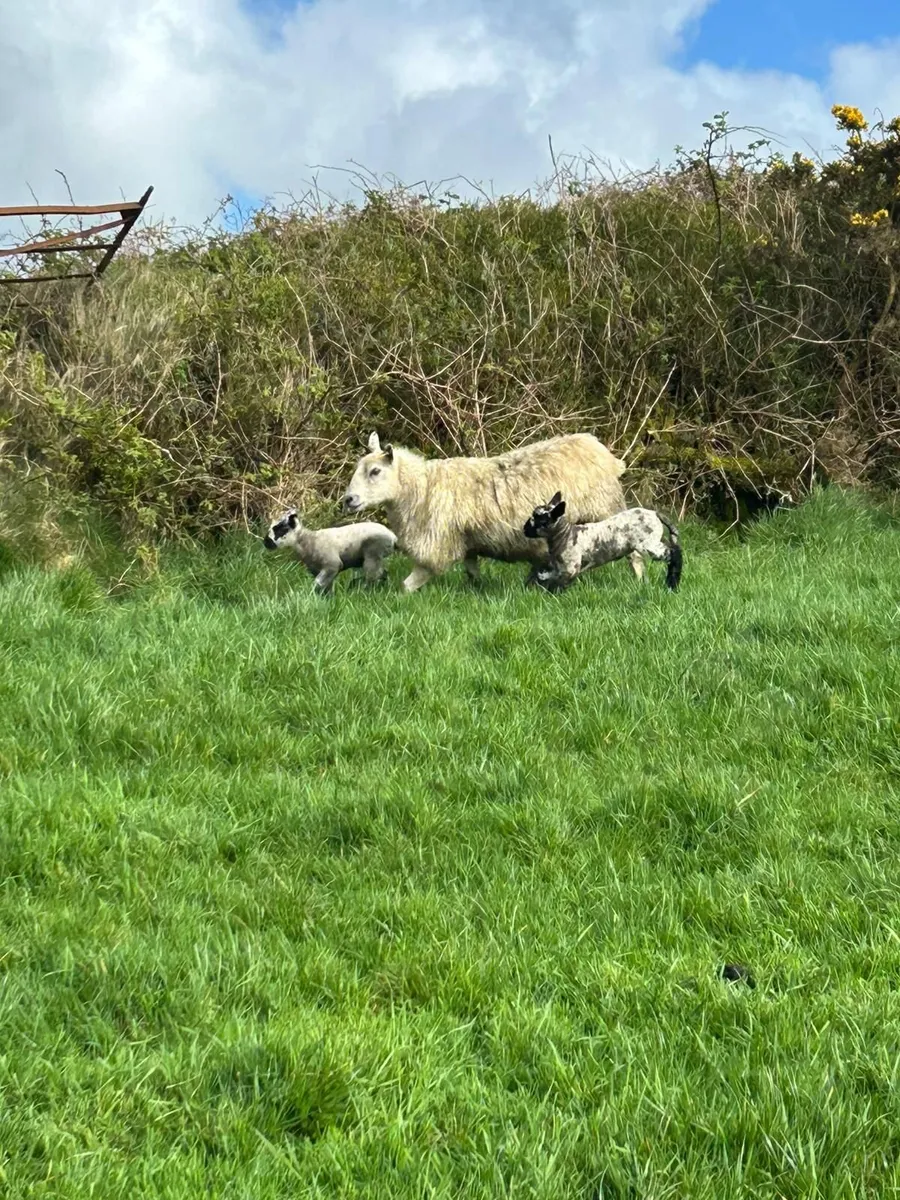 Ewes and lambs - Image 1