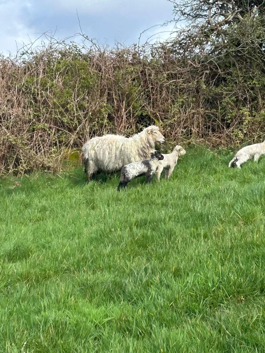 Ewes and lambs - Image 3