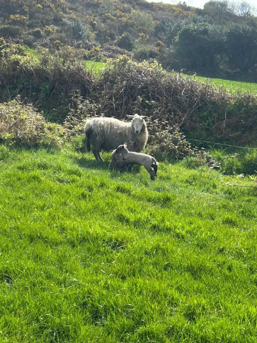 Ewes and lambs - Image 4