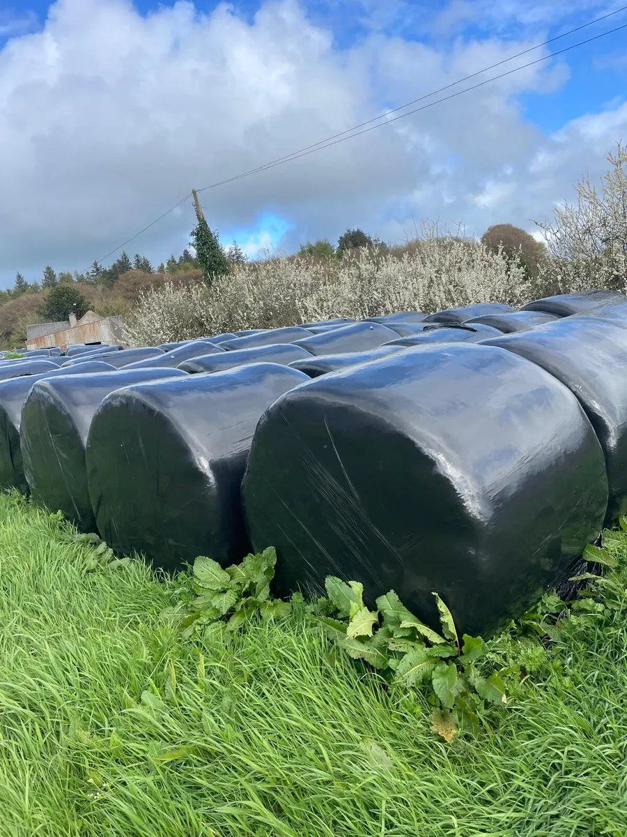 Bale silage for sale - Image 3