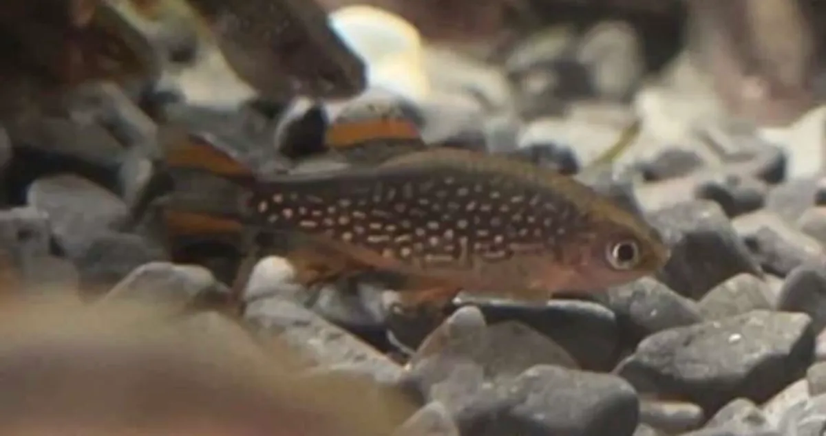 Red shoulder manacupuru Galaxy rasbora + more - Image 2