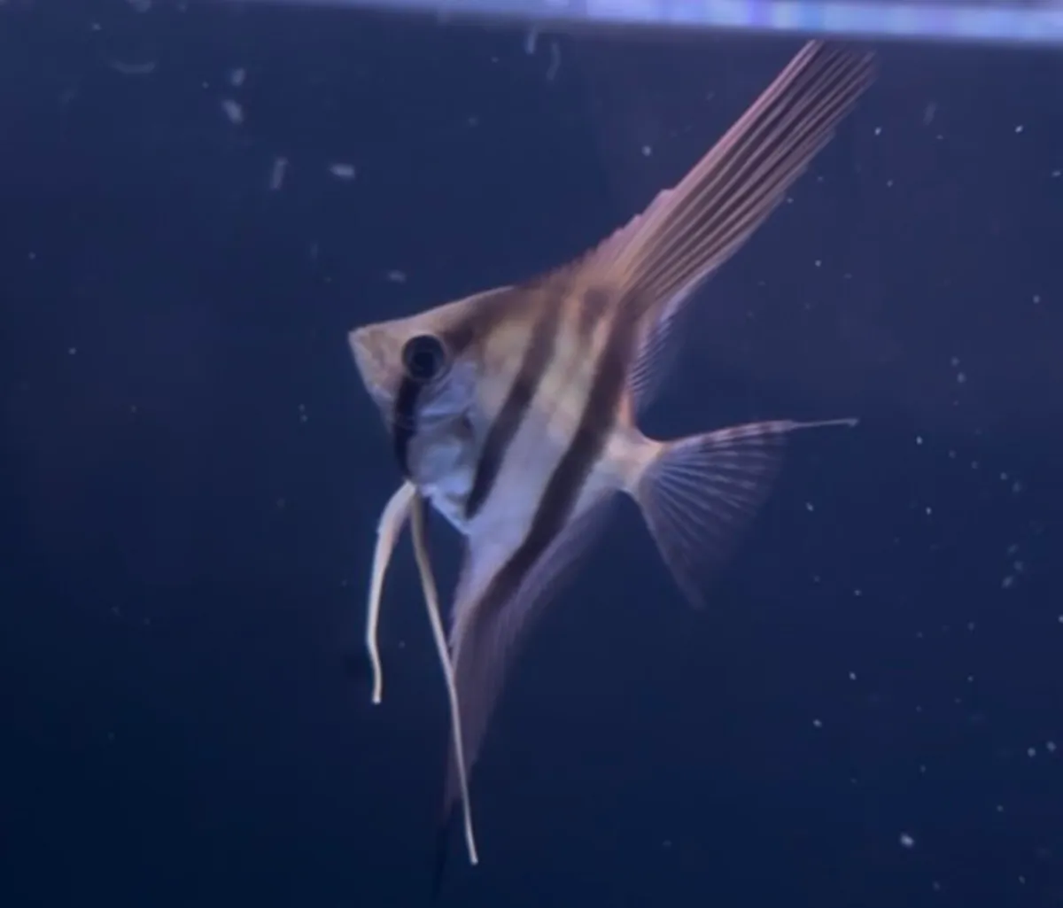 Red shoulder manacupuru Galaxy rasbora + more - Image 1