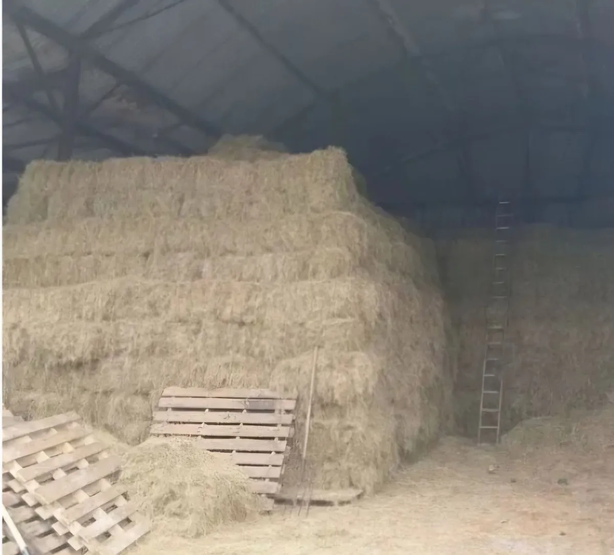 Square bale Sheep hay from May & June