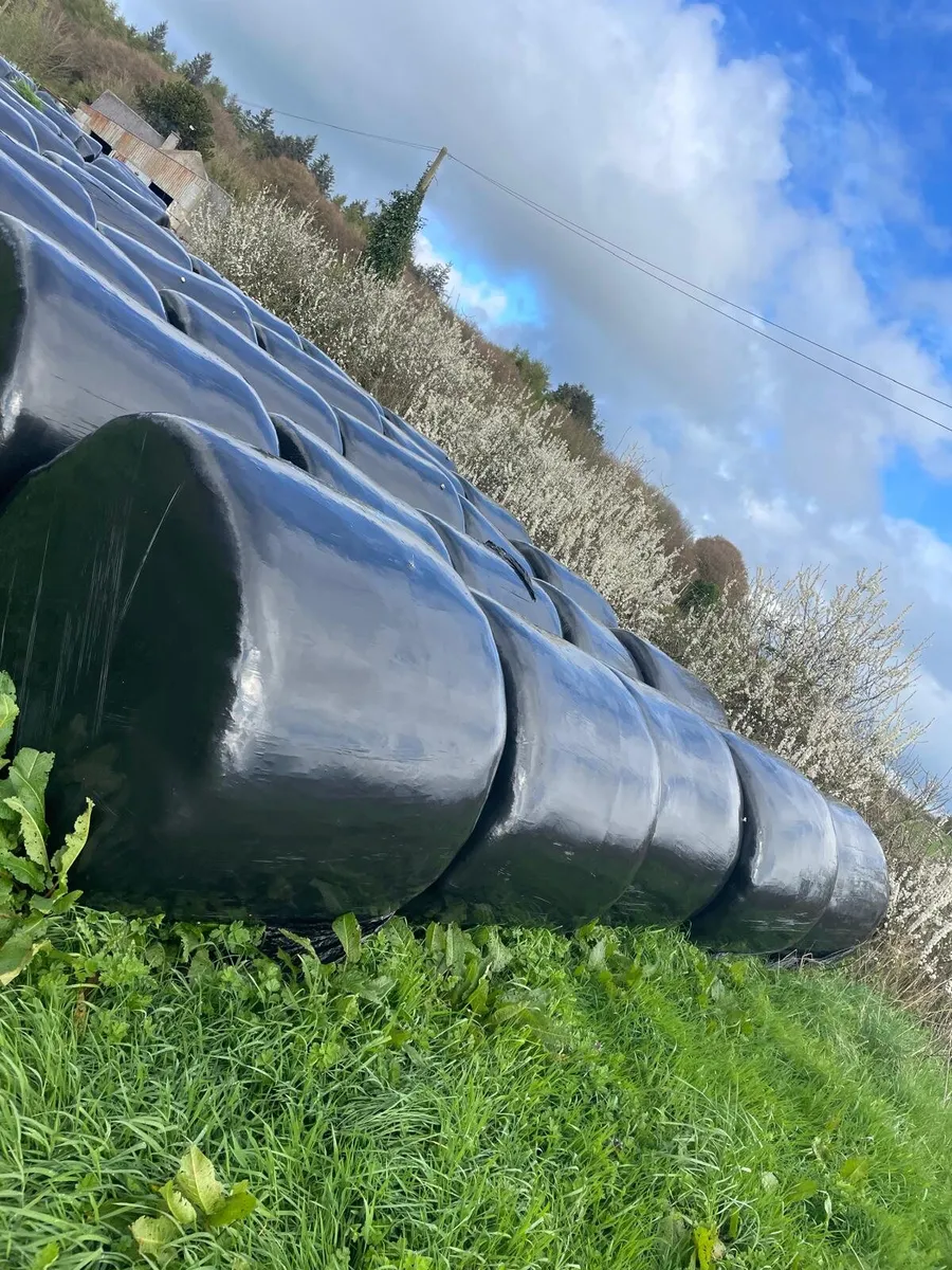 Bale silage for sale - Image 4