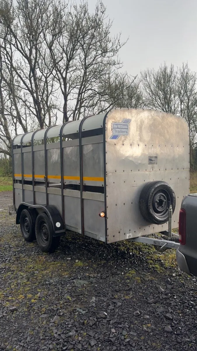 Ifor williams cattle trailer - Image 1