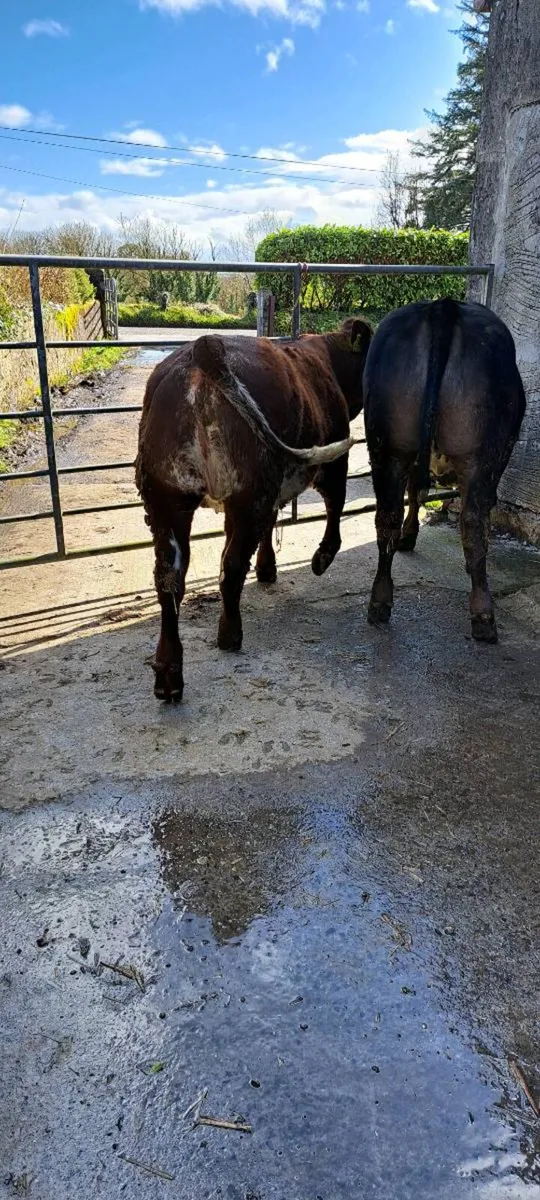 Weanlings for Sale - Image 4