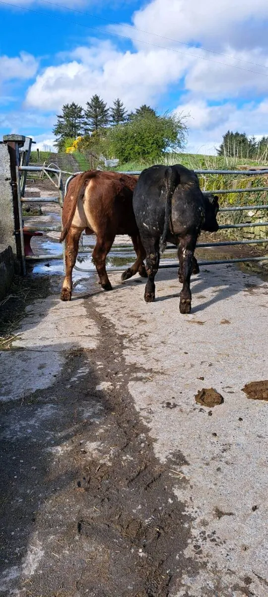 Weanlings for Sale - Image 1