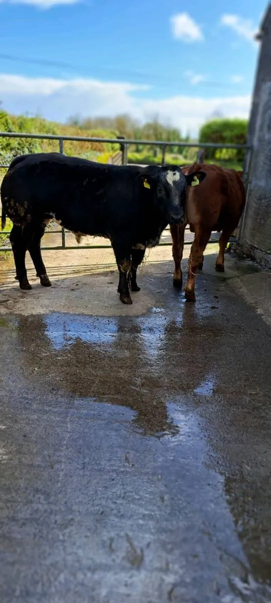 Weanlings for Sale - Image 2