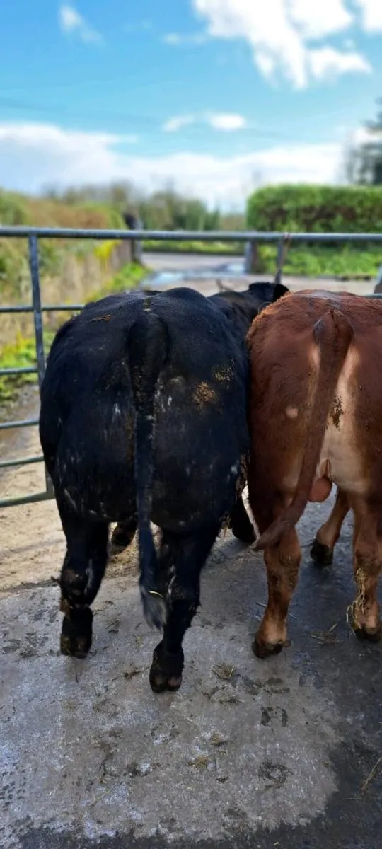 Weanlings for Sale - Image 3
