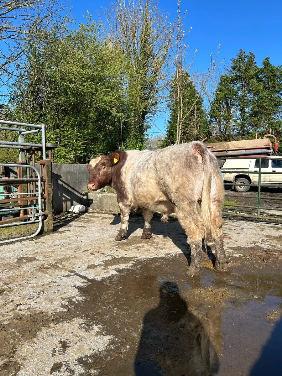 Pr shorthorn bull - Image 1
