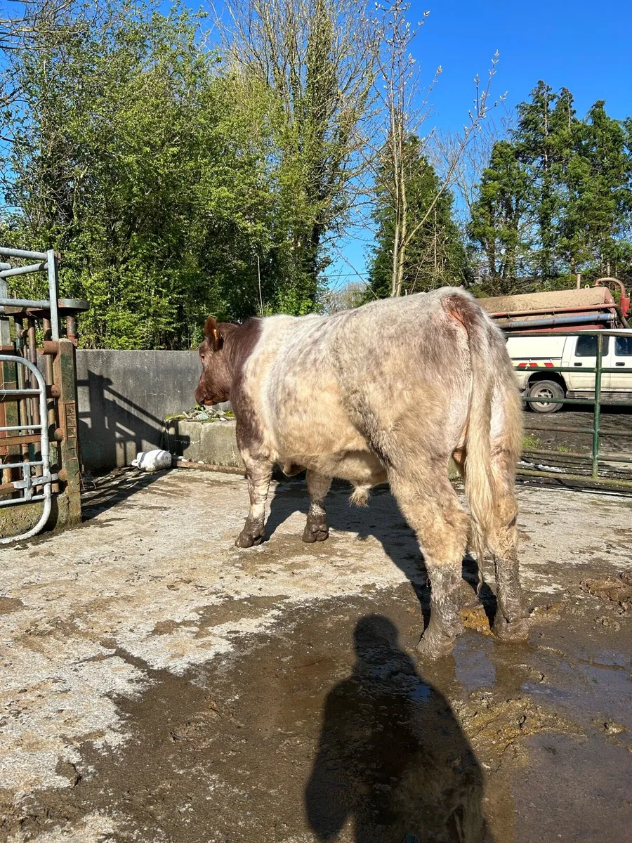 Pr shorthorn bull - Image 2