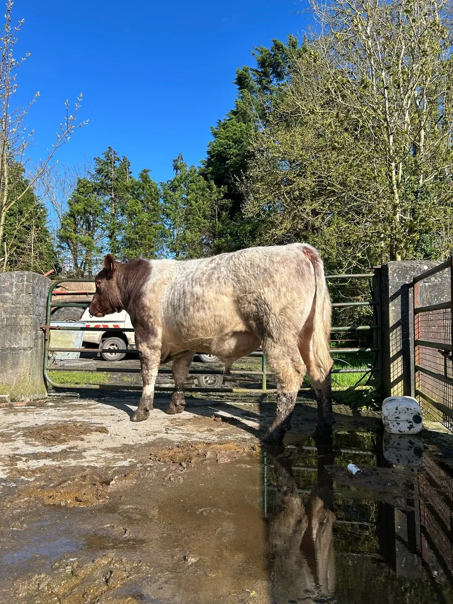 Pr shorthorn bull - Image 3
