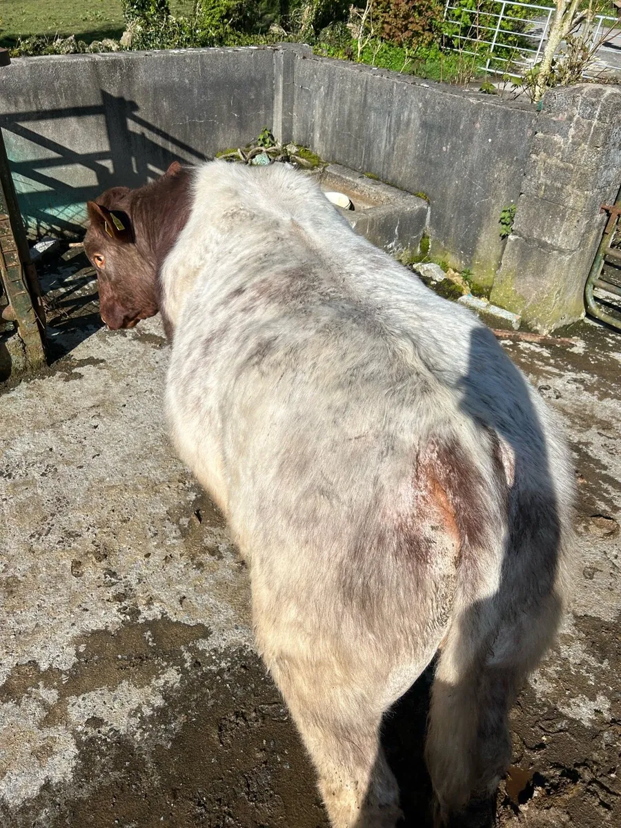 Pr shorthorn bull - Image 4