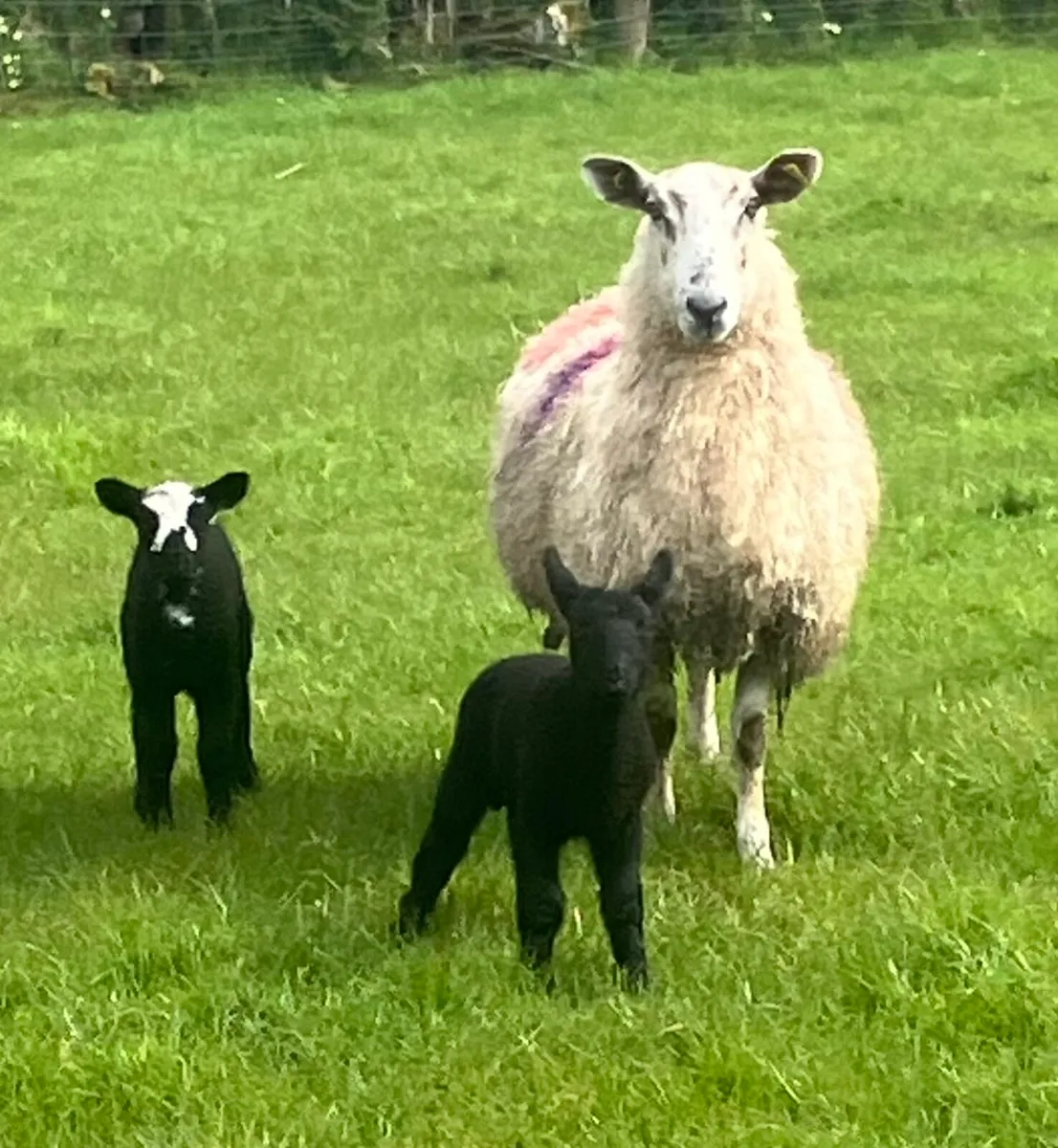 5 Mule first crop Ewes and twin lambs - Image 1