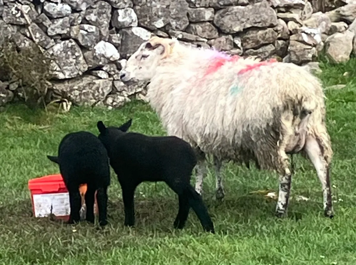 5 Mule first crop Ewes and twin lambs - Image 2