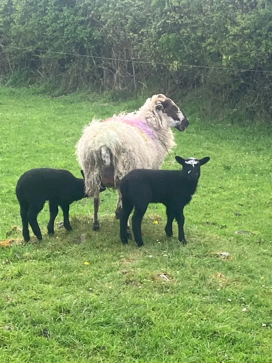 5 Mule first crop Ewes and twin lambs - Image 3